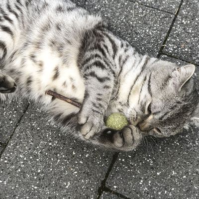 Aumüller Silver Vine Dentalspielzeug Lolli