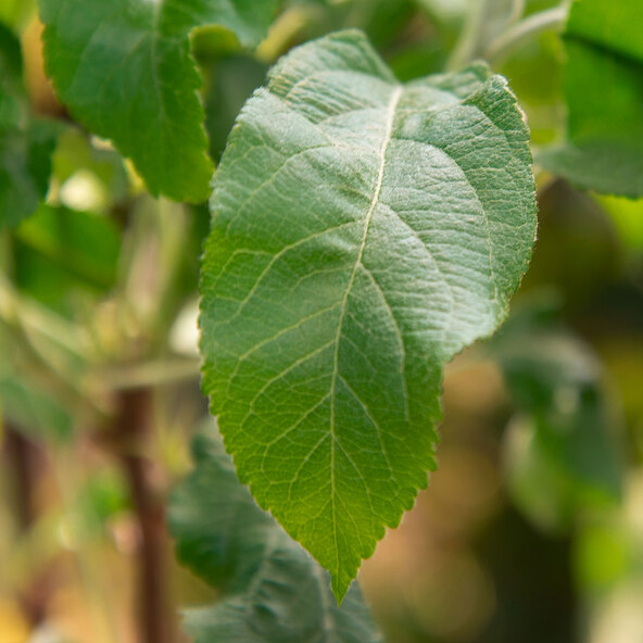 Terrassenapfel Jettes Apfeltraum