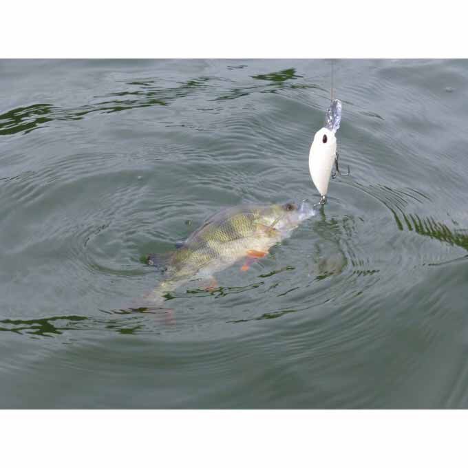Hard Crankbait Duo Realis Crank M65 11A 6.5cm, 16g