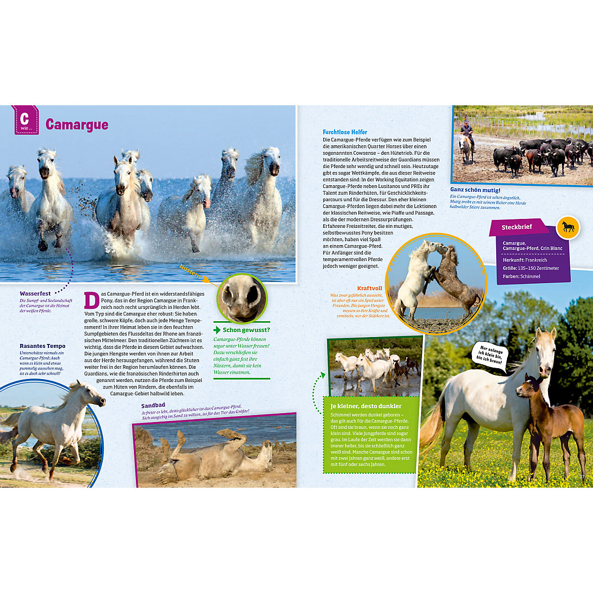 Was ist Was: Pferde und Ponys