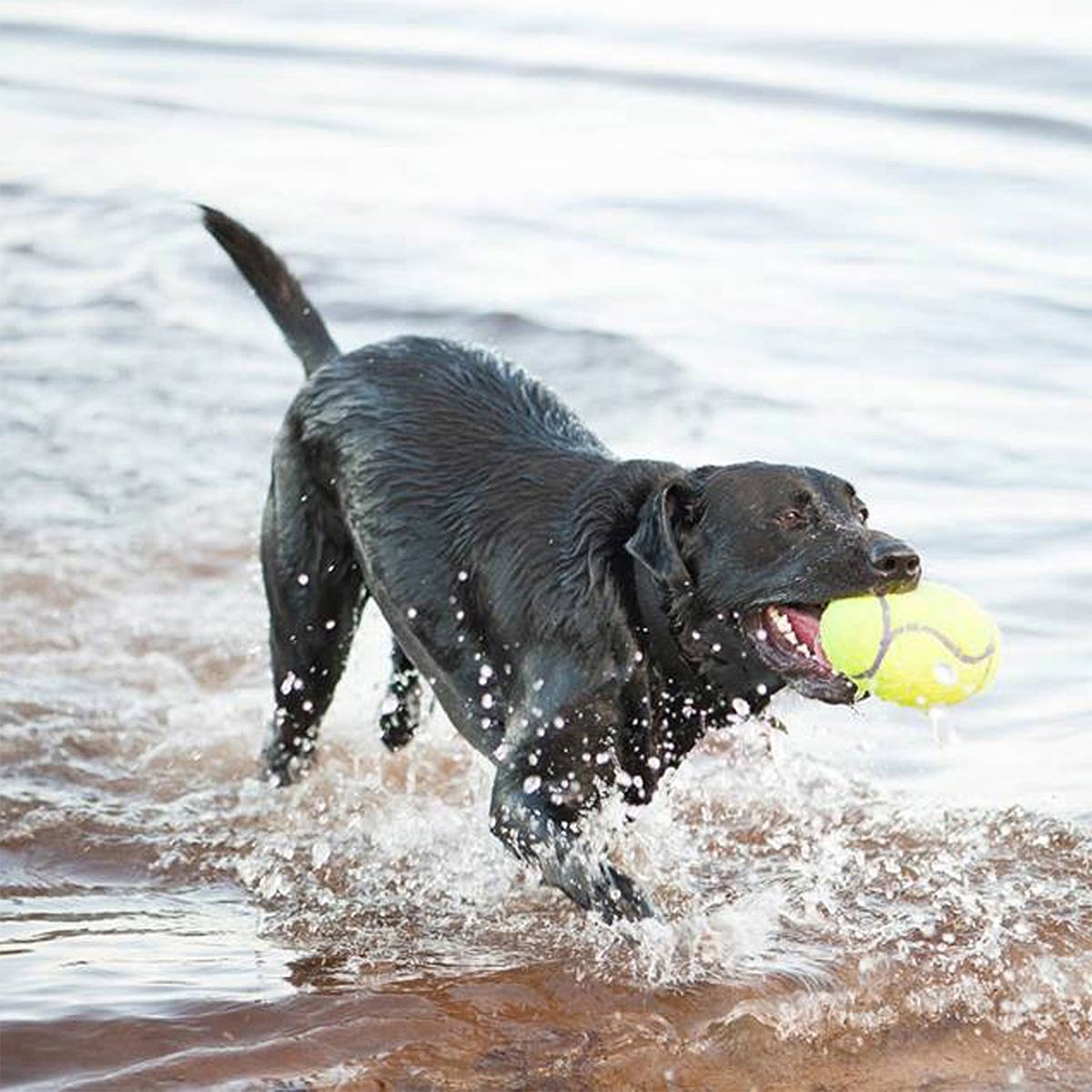 KONG AirDog Squeaker Dumbbell günstig kaufen bei ZooRoyal