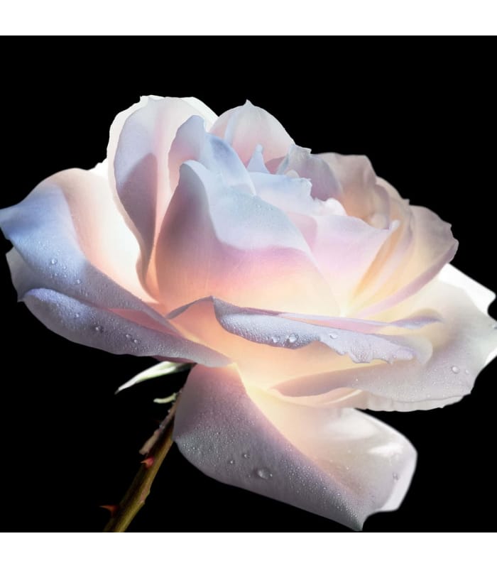 DIOR PRESTIGE-Le Concentré Yeux