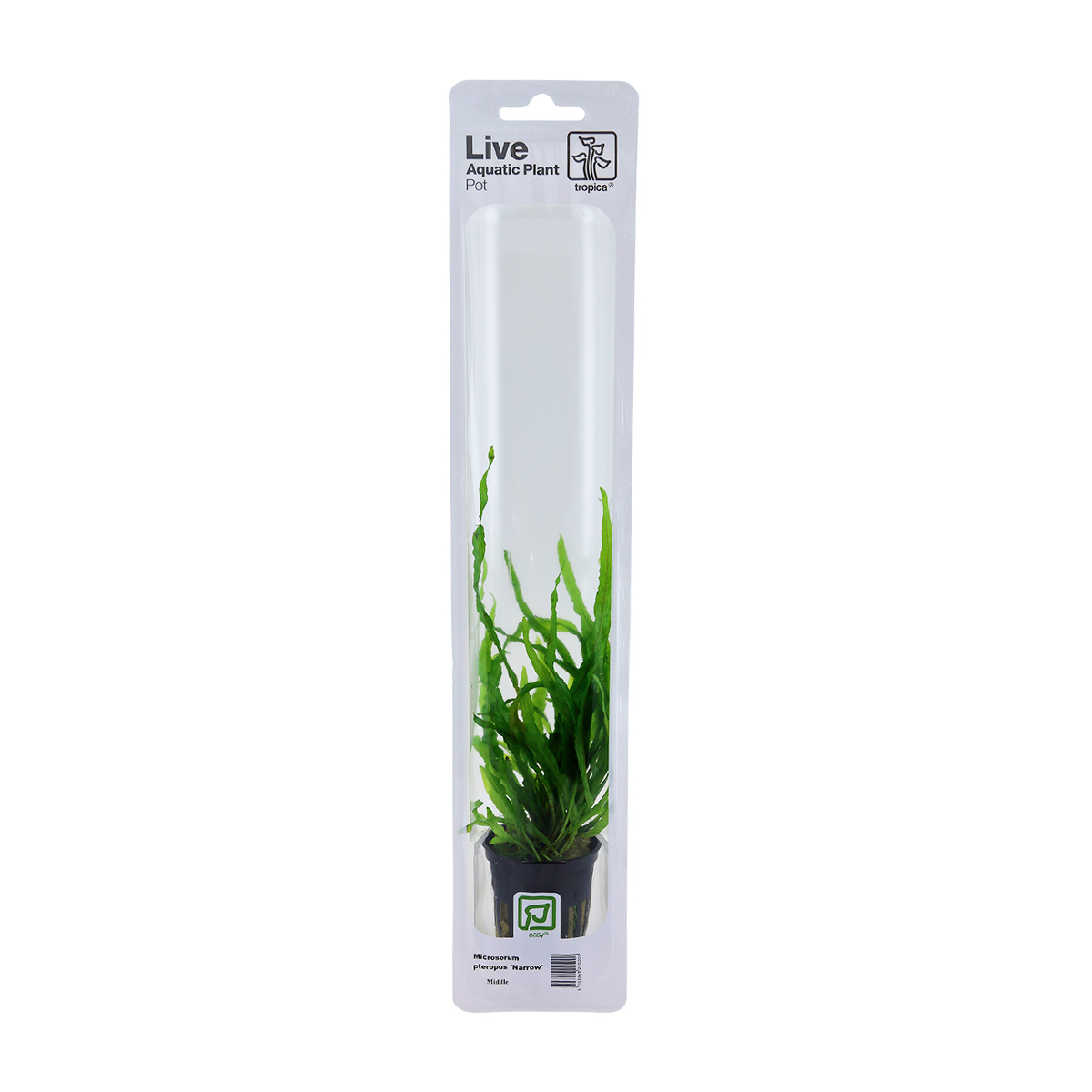 Tropica Aquariumpflanze Microsorum pteropus 'Narrow'