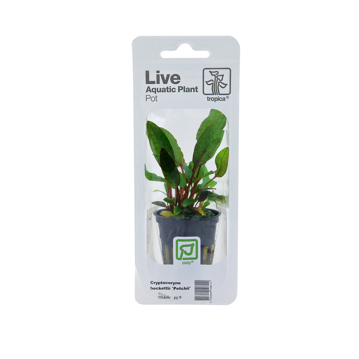Tropica Aquariumpflanze Cryptocoryne beckettii 'Petchii'