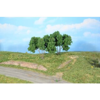 Hainbuchen 9 cm (2 Stk.)