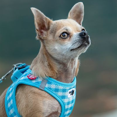 Curli Vest Geschirr Air-Mesh & Basic Leine - skyblue Caro