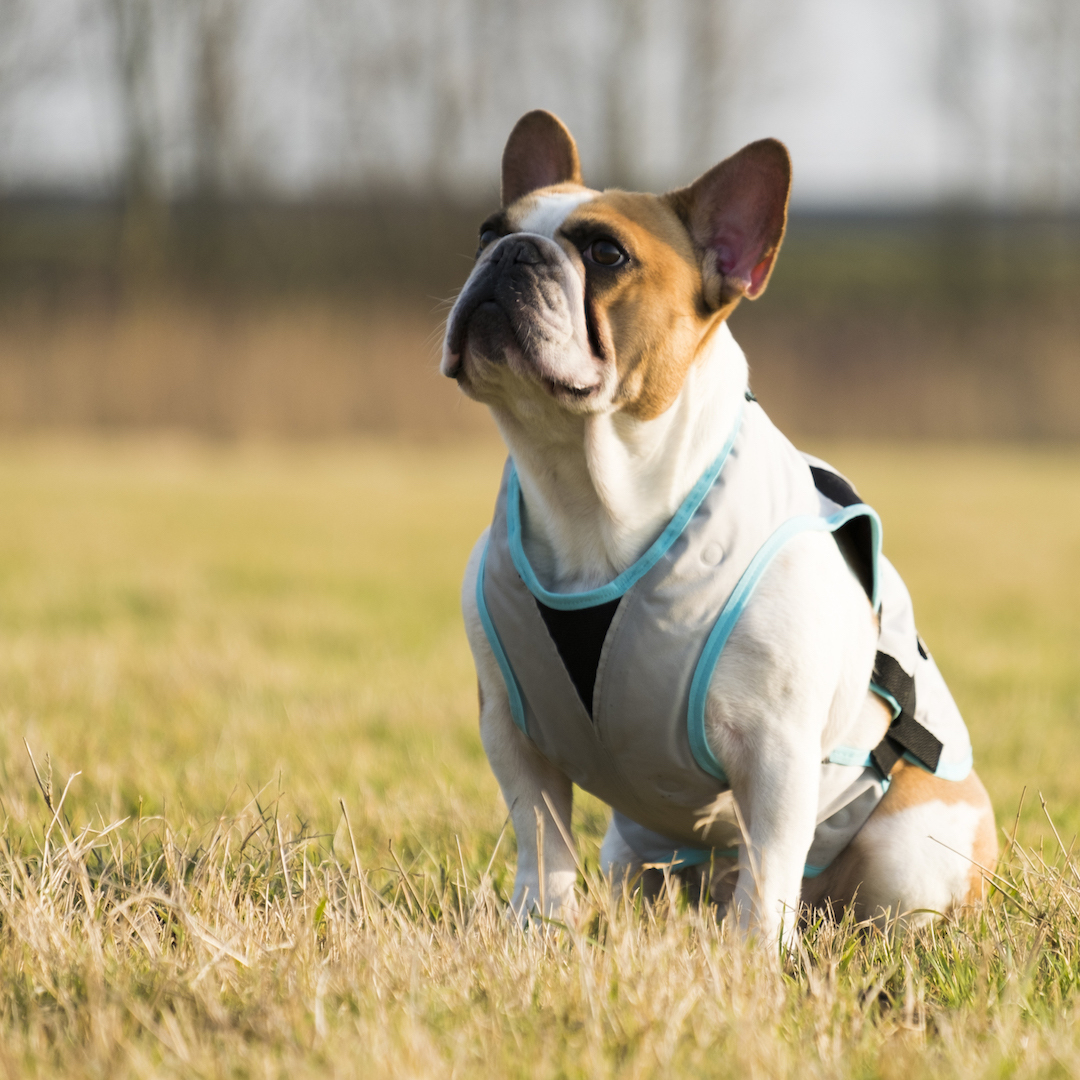 Trovet Hundewesten Trovet Suitical Kühlweste Dry Cool M