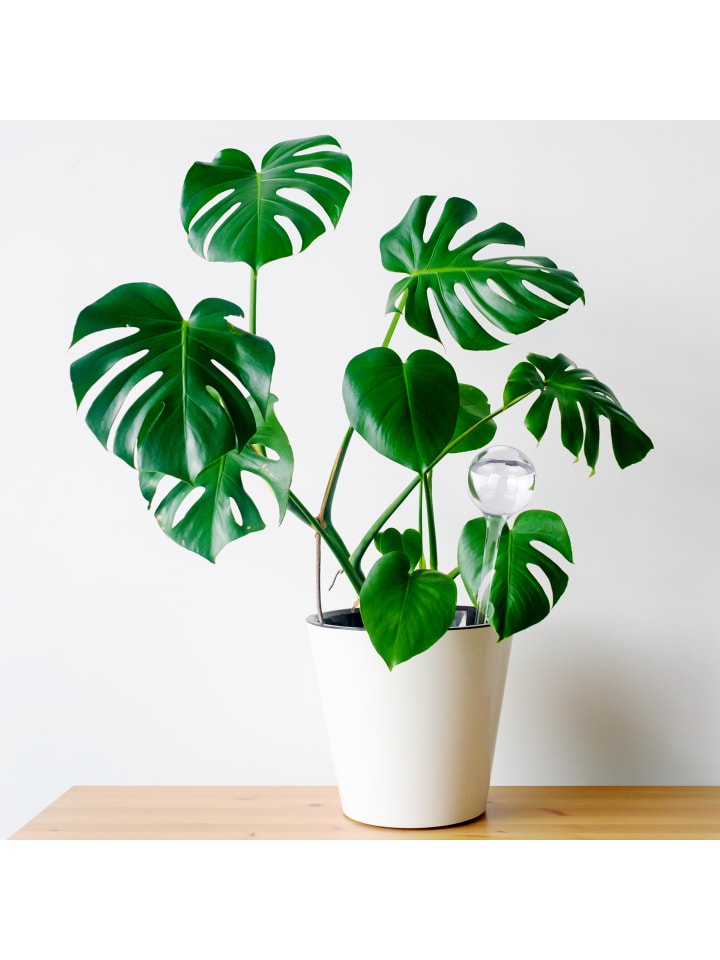 relaxdays 5x Bewässerungskugel in Transparent günstig kaufen onesize