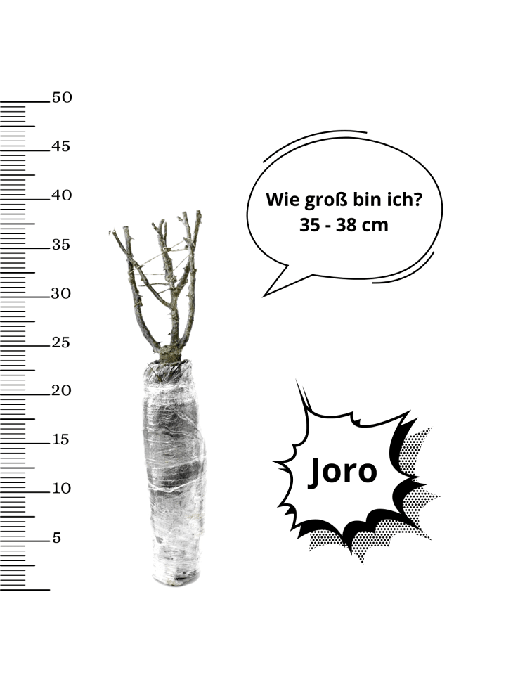 OH2 3er-Set Großblütige Rosen in Orange günstig kaufen onesize