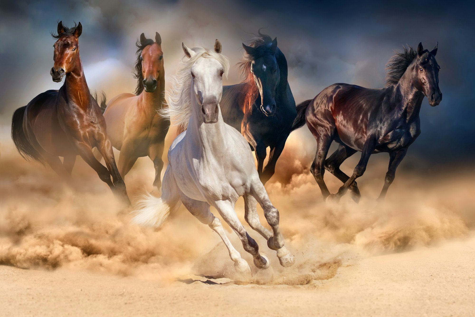 Euro Toys Europe Puzzle Puzzle inkl. Matte - Herd of Horses (1000 Teile) Pferde, 1000 Puzzleteile