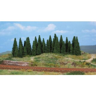 Tannen 4-7 cm (30 Stk.)