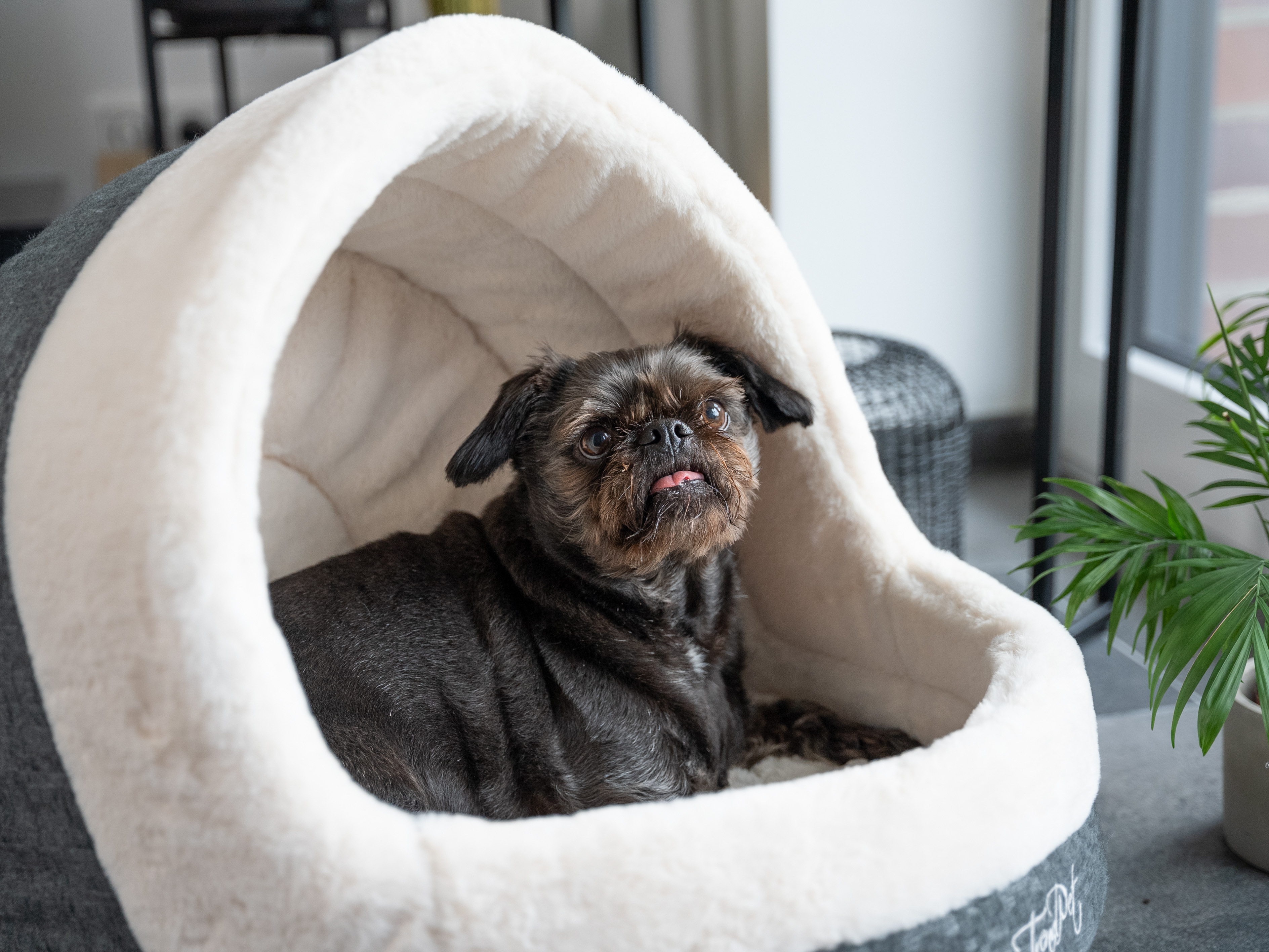 TrendPet Hundebetten TrendPet LunaHome Kuschelhöhle beige S