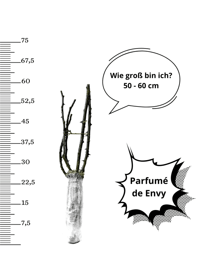 OH2 4er-Set: Duftende großblumige Gartenrosen in Gelb günstig kaufen onesize