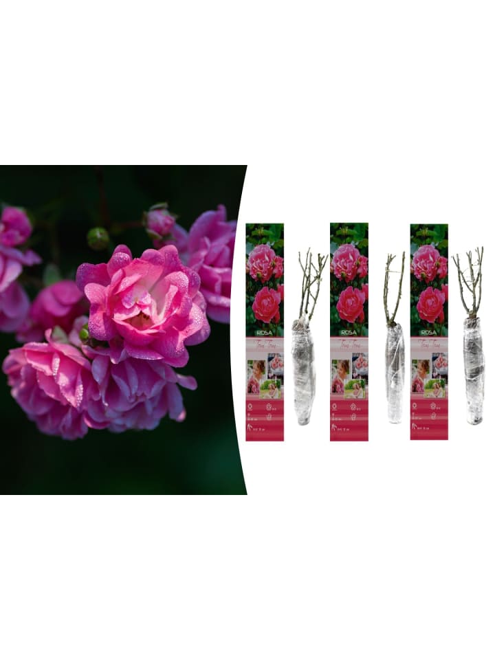 OH2 3er-Set Polyantha-Rosen in Rosa günstig kaufen onesize