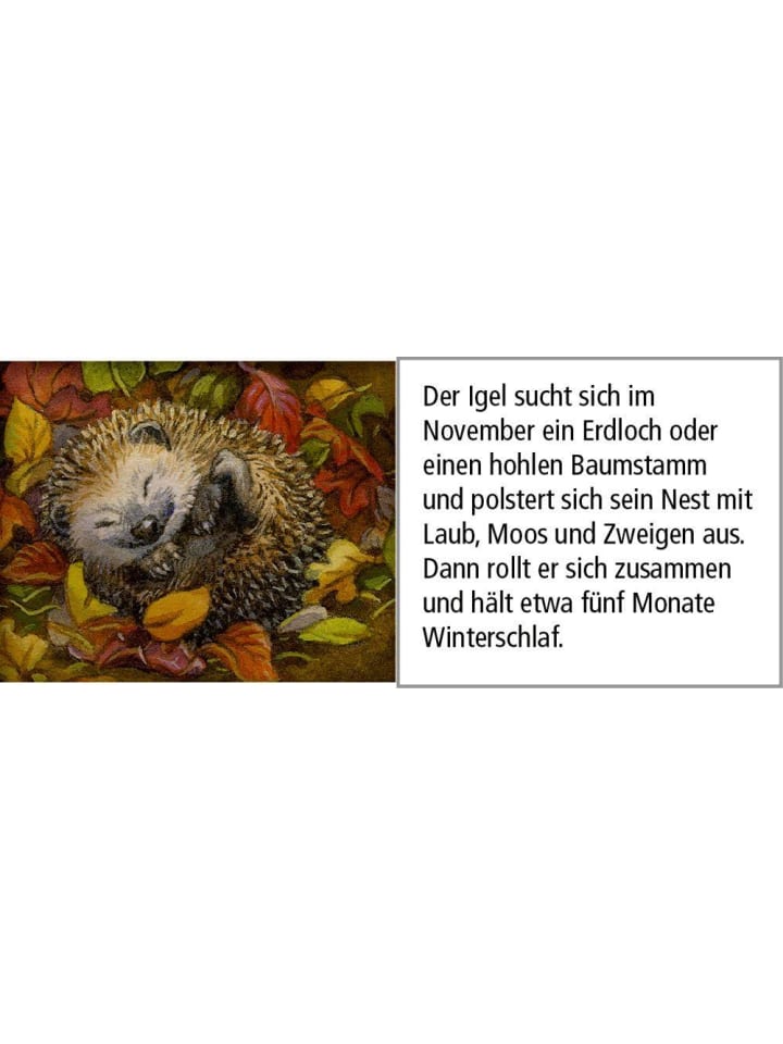 Coppenrath Sound-Adventskalender - Hört ihr die Tiere im Winterwald? günstig kaufen onesize