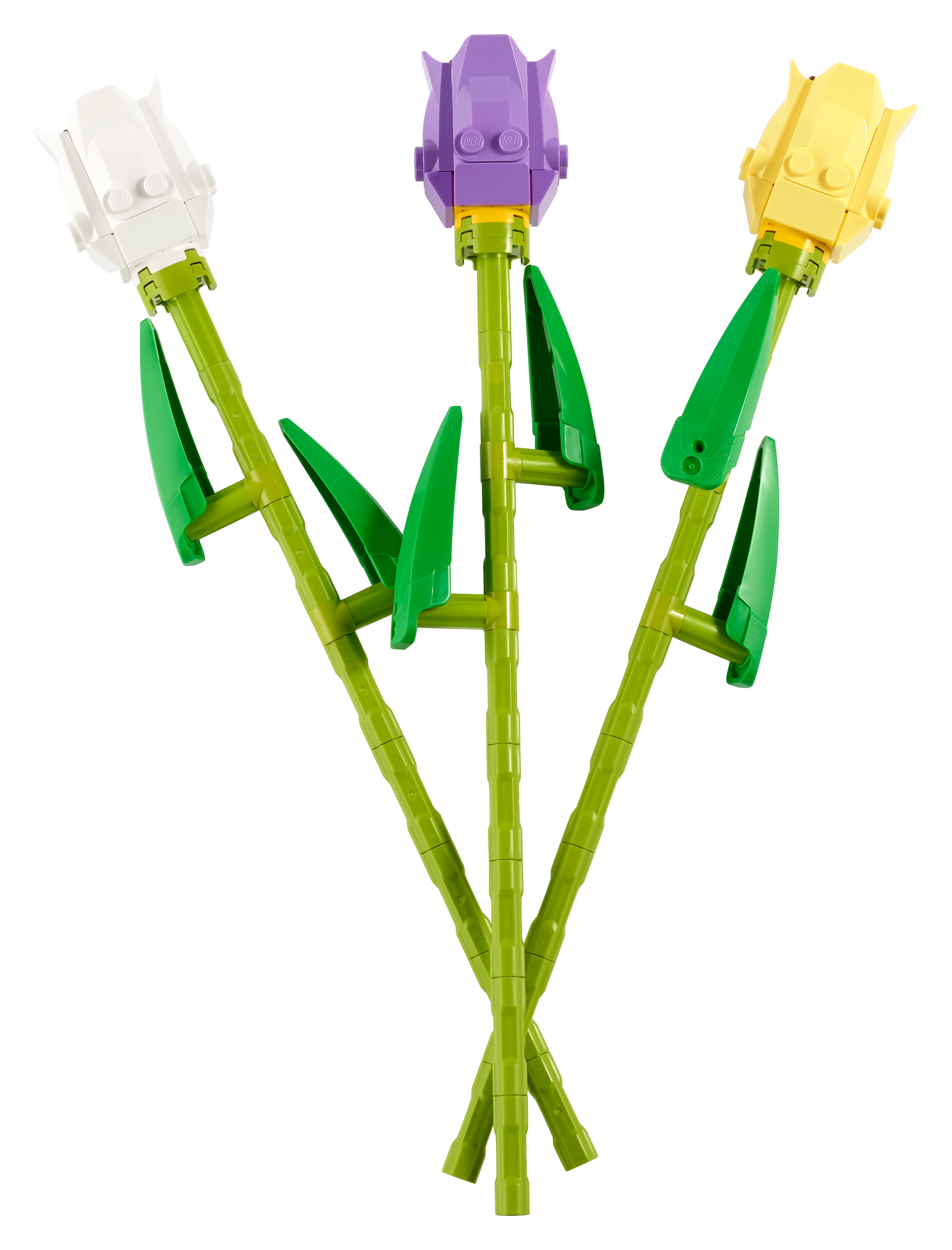 Tulpen 40461