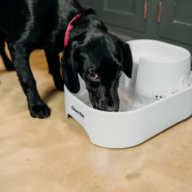 Closer Pets Trinkbrunnen, 6 Liter zu TOP-Preisen