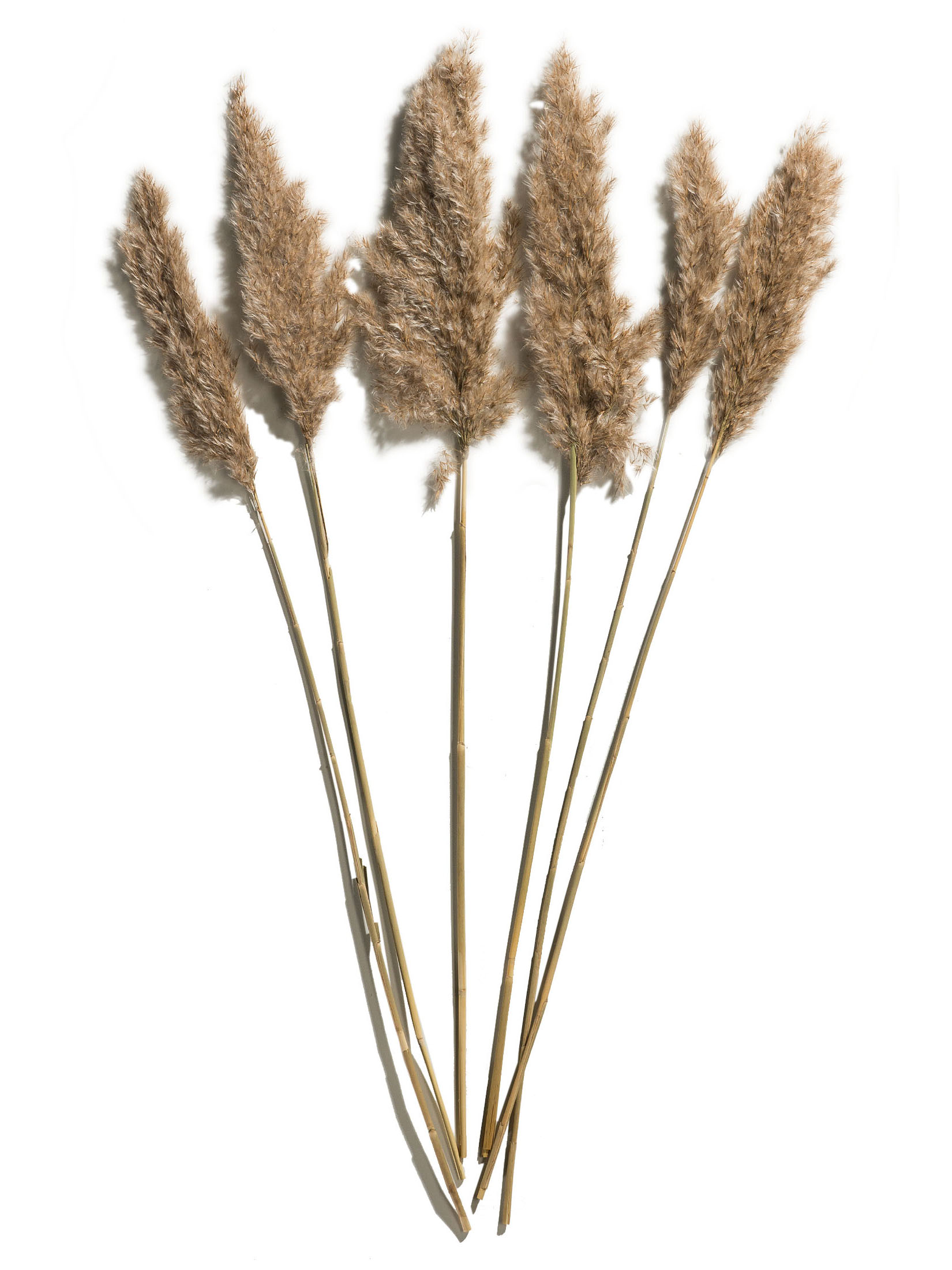 Pampasgrasbündel 6er Trockenblume, Natur