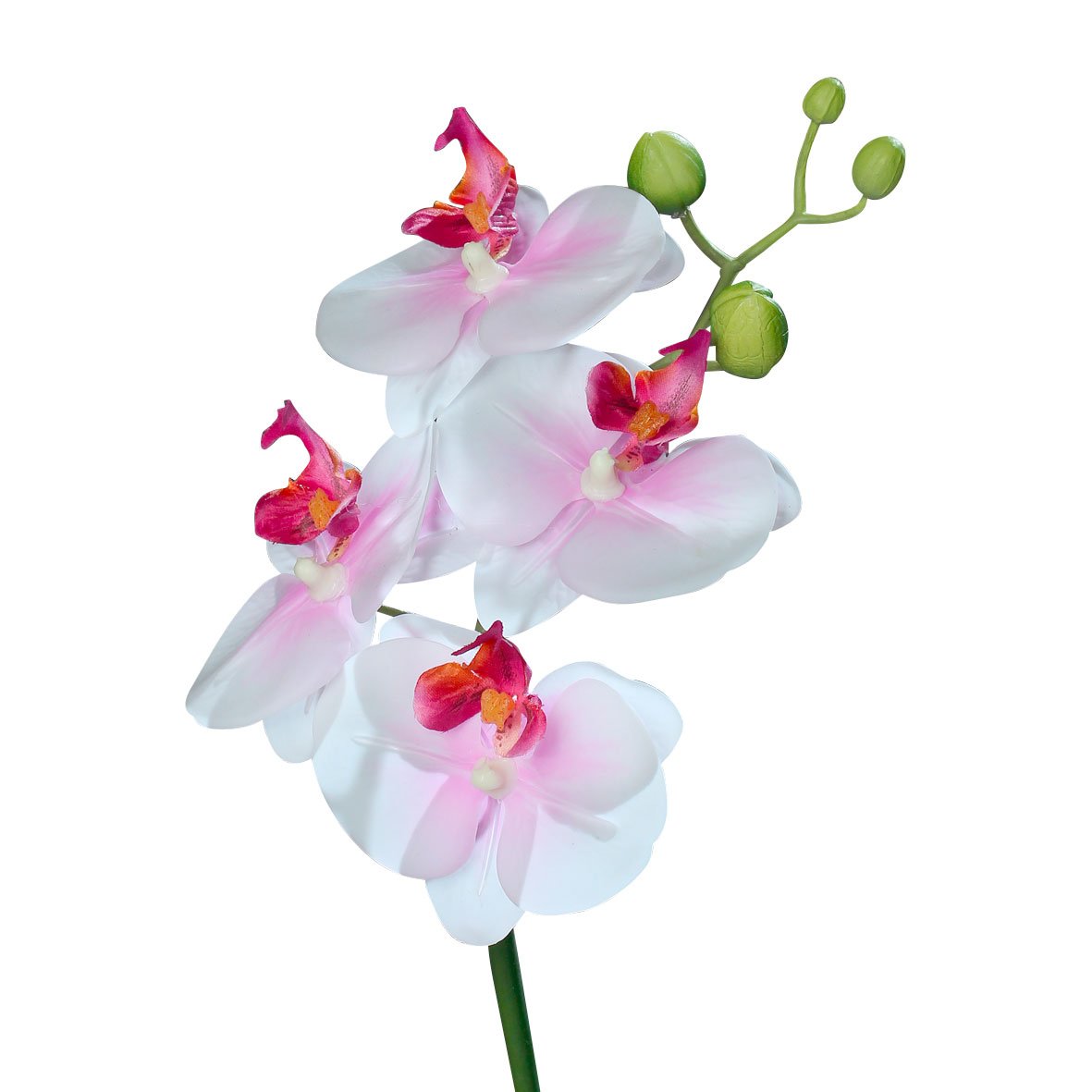 DPIOrchidee
