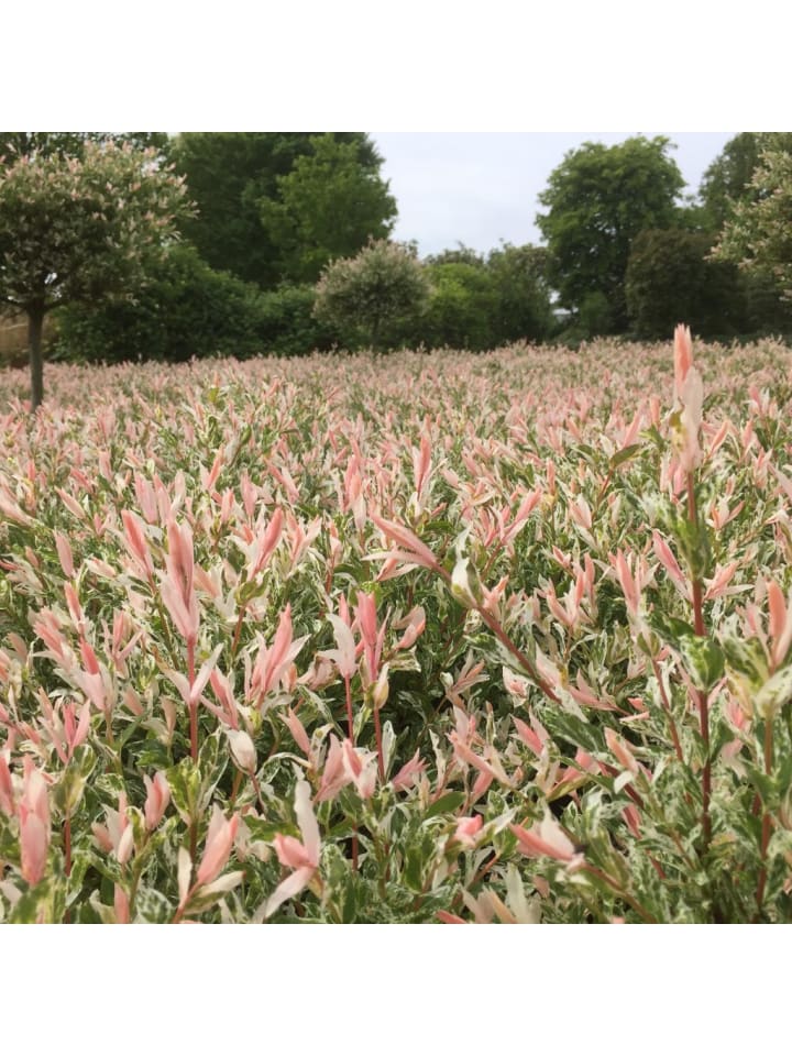 OH2 6er Set: Salixbusch Flamingopflanzen günstig kaufen onesize