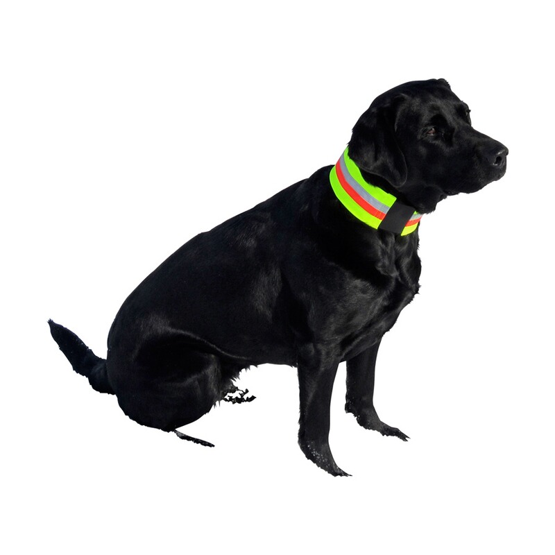 Heim Signalhalsband für Hunde