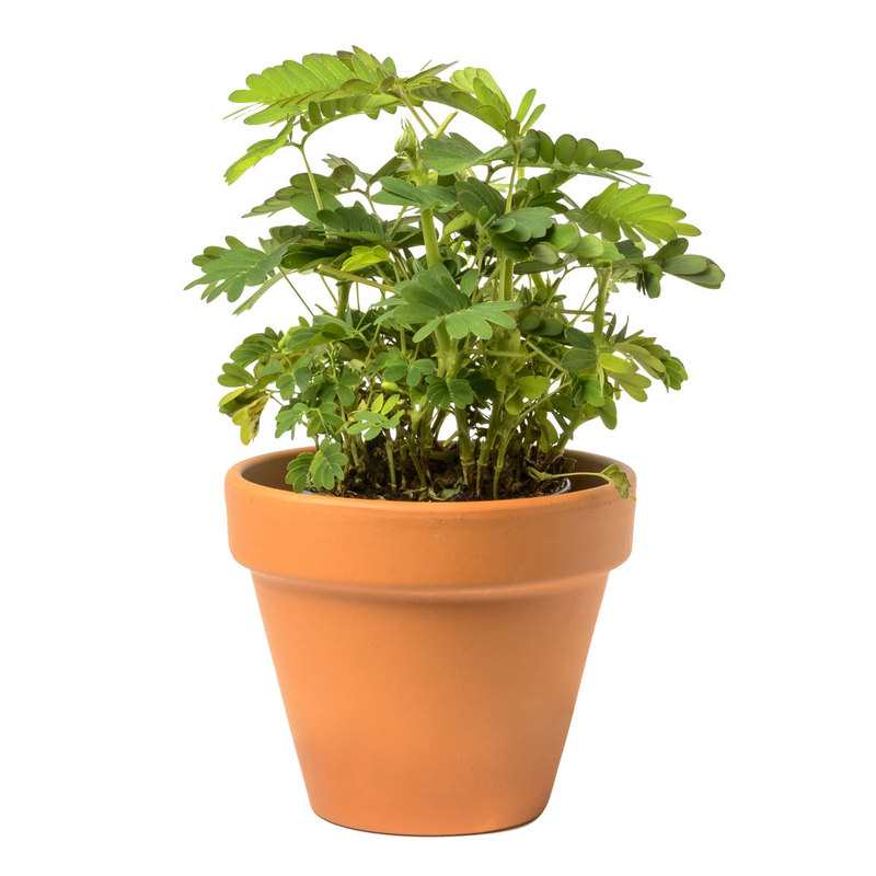 Plante chatouilleuse à faire pousser Oxybul