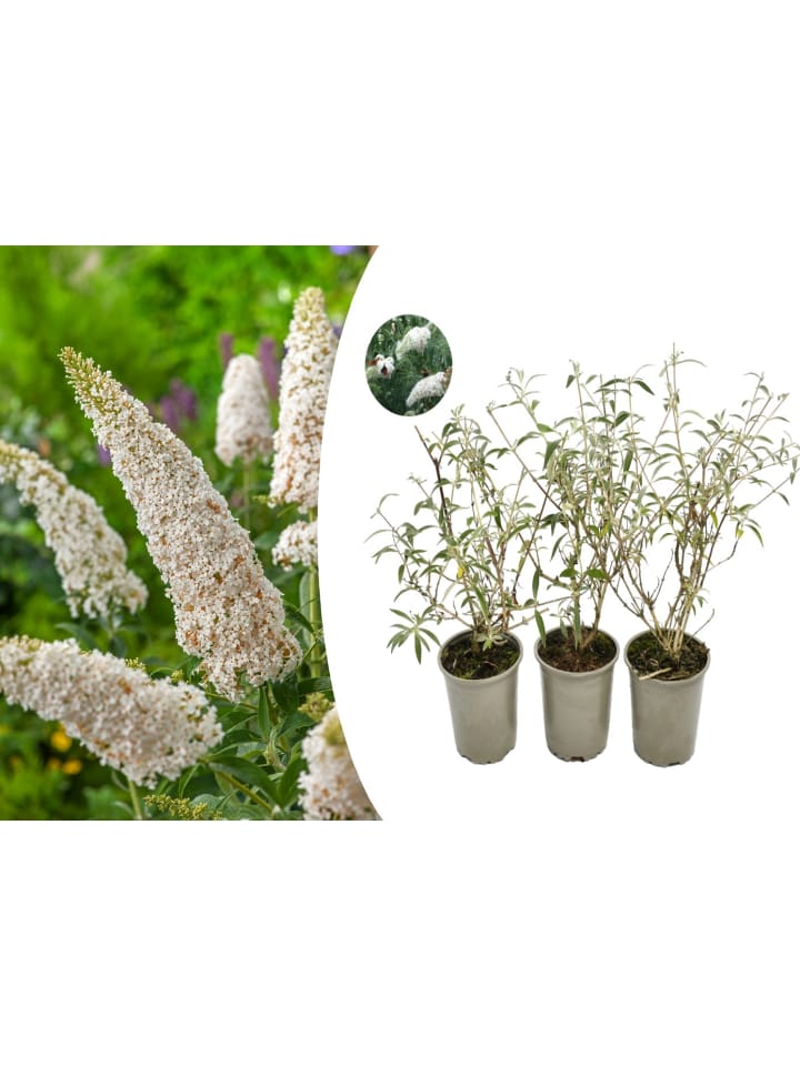 OH2 3er-Set: Schmetterlingspflanzen Davidii in Weiss günstig kaufen onesize