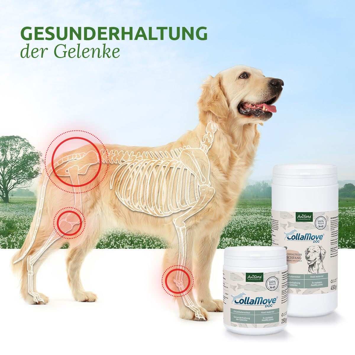 Aniforte Ergänzungsfutter & Aufzucht Aniforte Kollagen CollaMove Kollagen 450 g