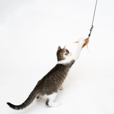 Katzenangel 3 in 1
