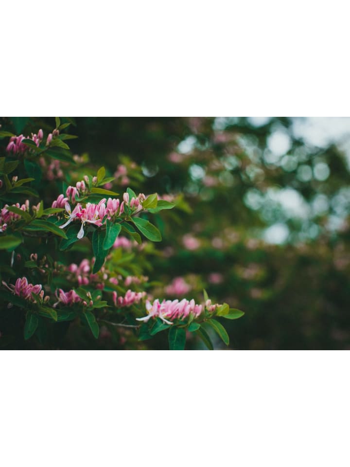 OH2 6er-Set: Lonicera periclymenum in Bunt günstig kaufen onesize