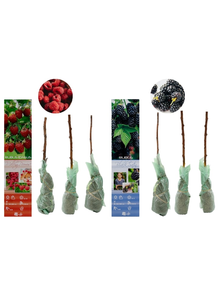 OH2 6er-Set Beeren in Bunt günstig kaufen onesize