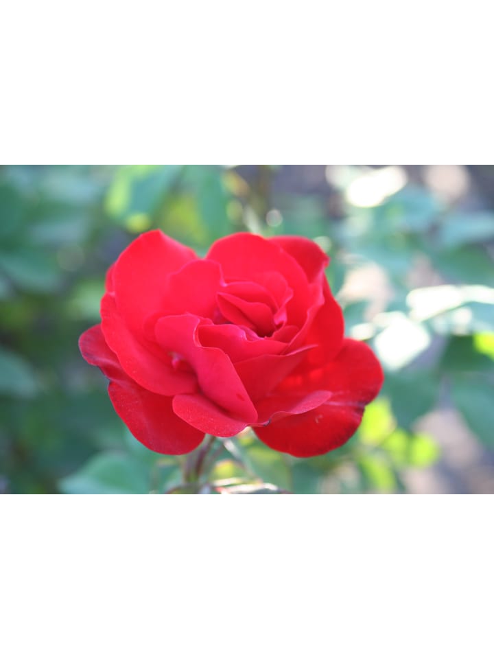 OH2 3er-Set Polyantha-Rosen in Rot günstig kaufen onesize