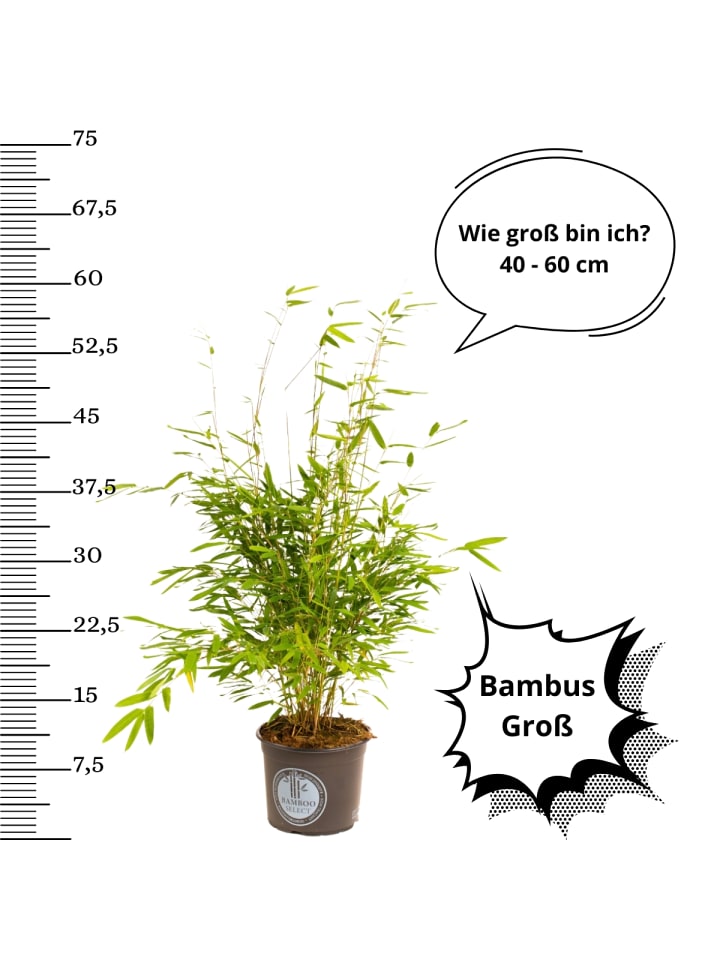 OH2 Bambus Large Nicht zügellos in Grün günstig kaufen onesize