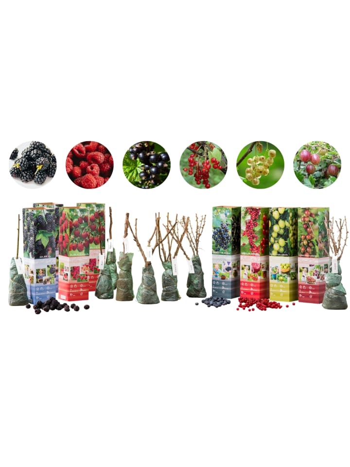 OH2 8er-Set: Obstpflanzen in Bunt günstig kaufen onesize