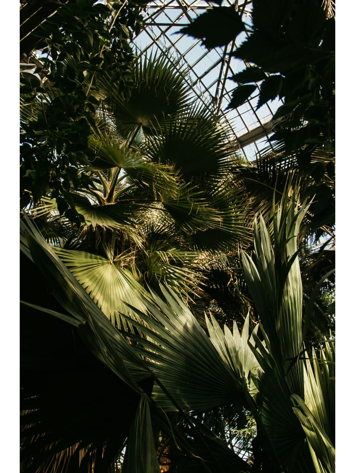 OH2 Chamaerops humilis Mittel in Grün günstig kaufen onesize