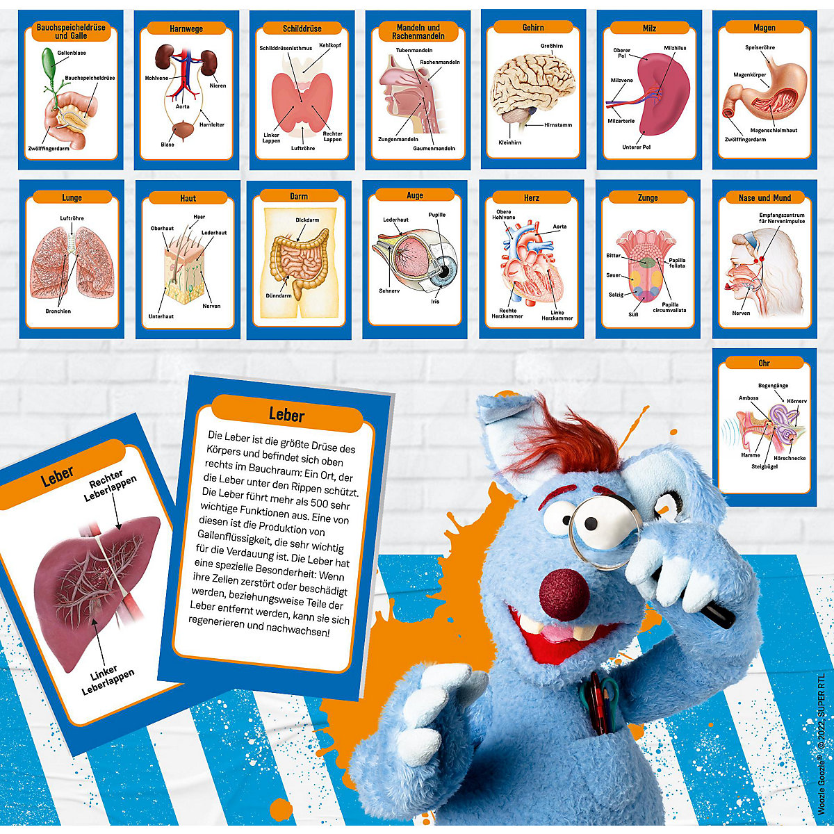 Woozle Goozle Menschlicher Körper - deine ersten Erfahrungen mit der Anatomie