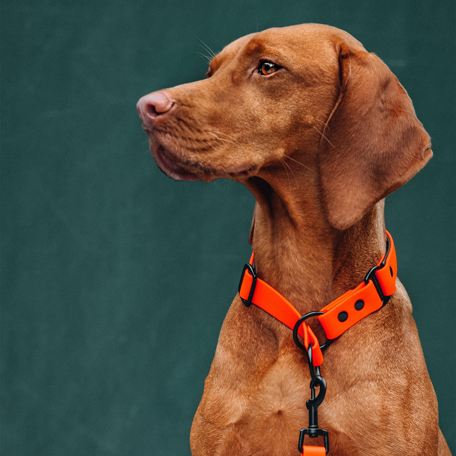 THE DOG IDEA Hundehalsbänder THE DOG IDEA Zugstopp Halsband Beige L