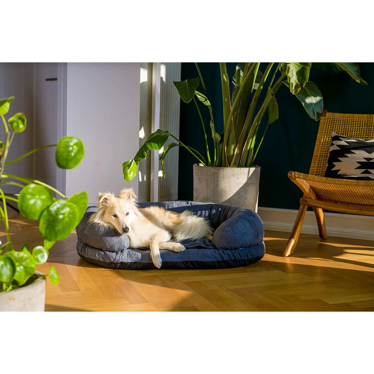 ZooRoyal Orthopädisches Hundebett Lasse kaufen