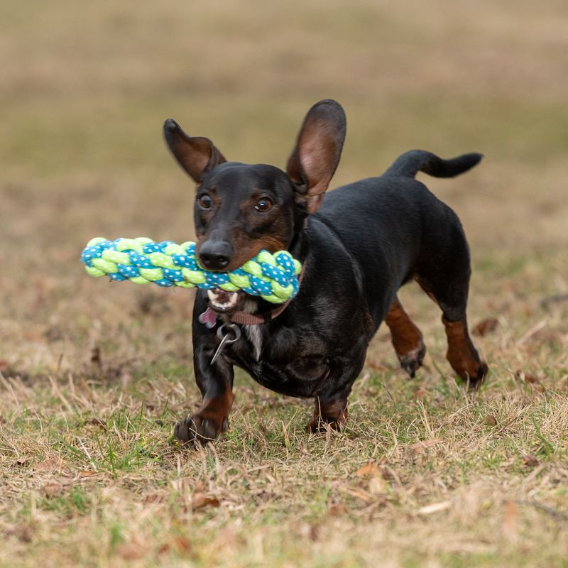 Hundespielzeug Limoen Stick zu TOP-Preisen
