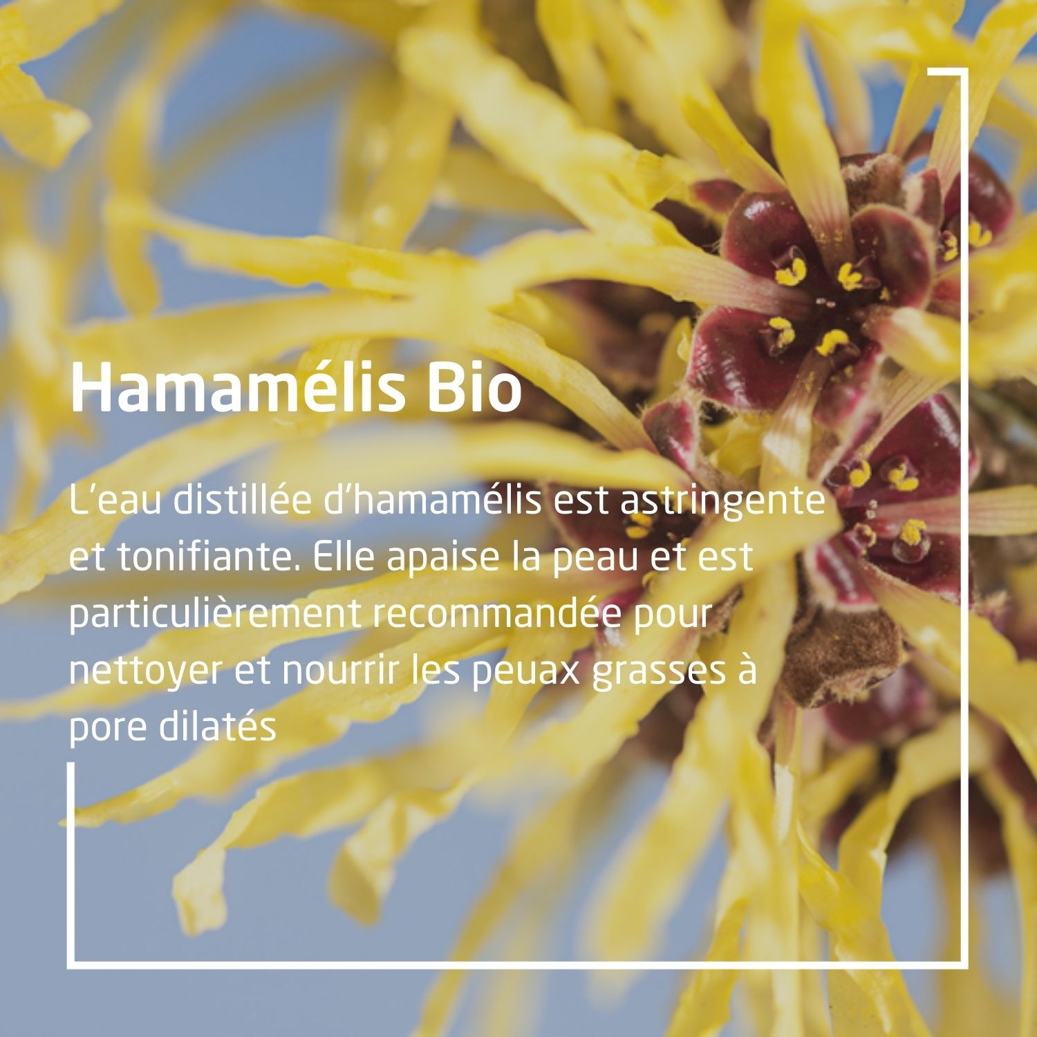 Weleda EPB® Hamamelis Bio Circulation - Complément Alimentaire Naturel - 60 ml