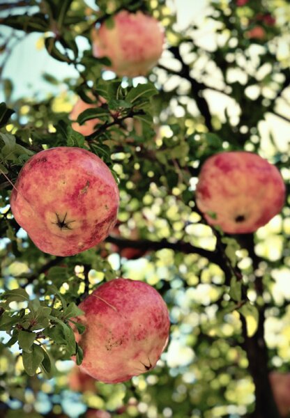 KORRES Pomegranate Grove 1+1 Set Körperpflegeset