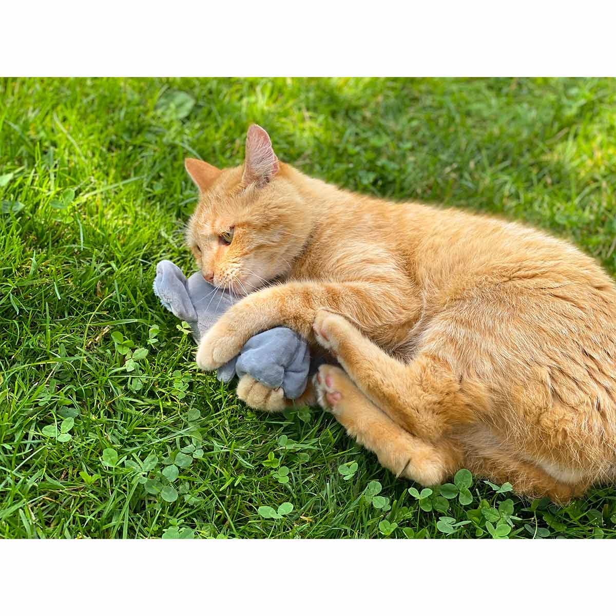 Aumüller Katzenspielzeug Koalabär Jack kaufen
