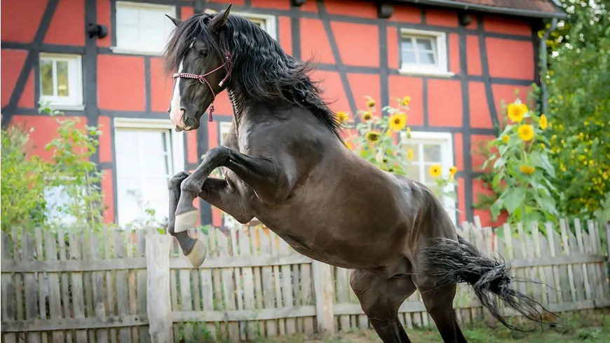 Ponyherz