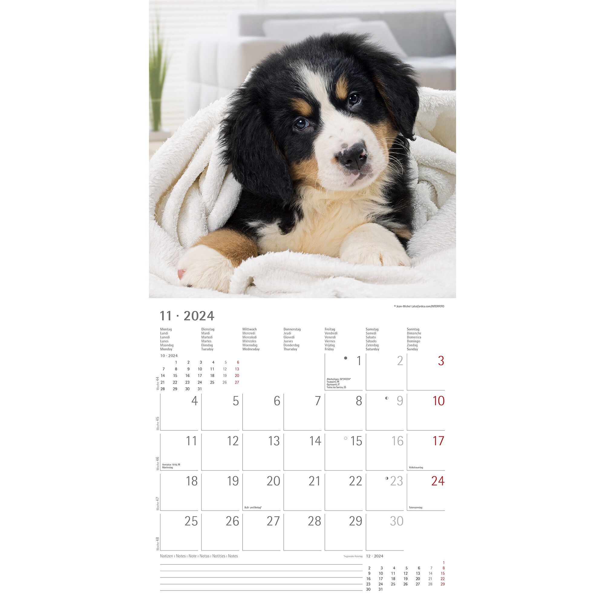 Calendrier 2024 chiens