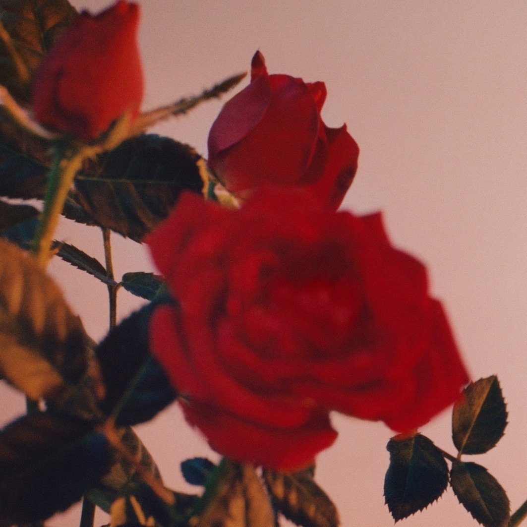 Jil Sander Intense
