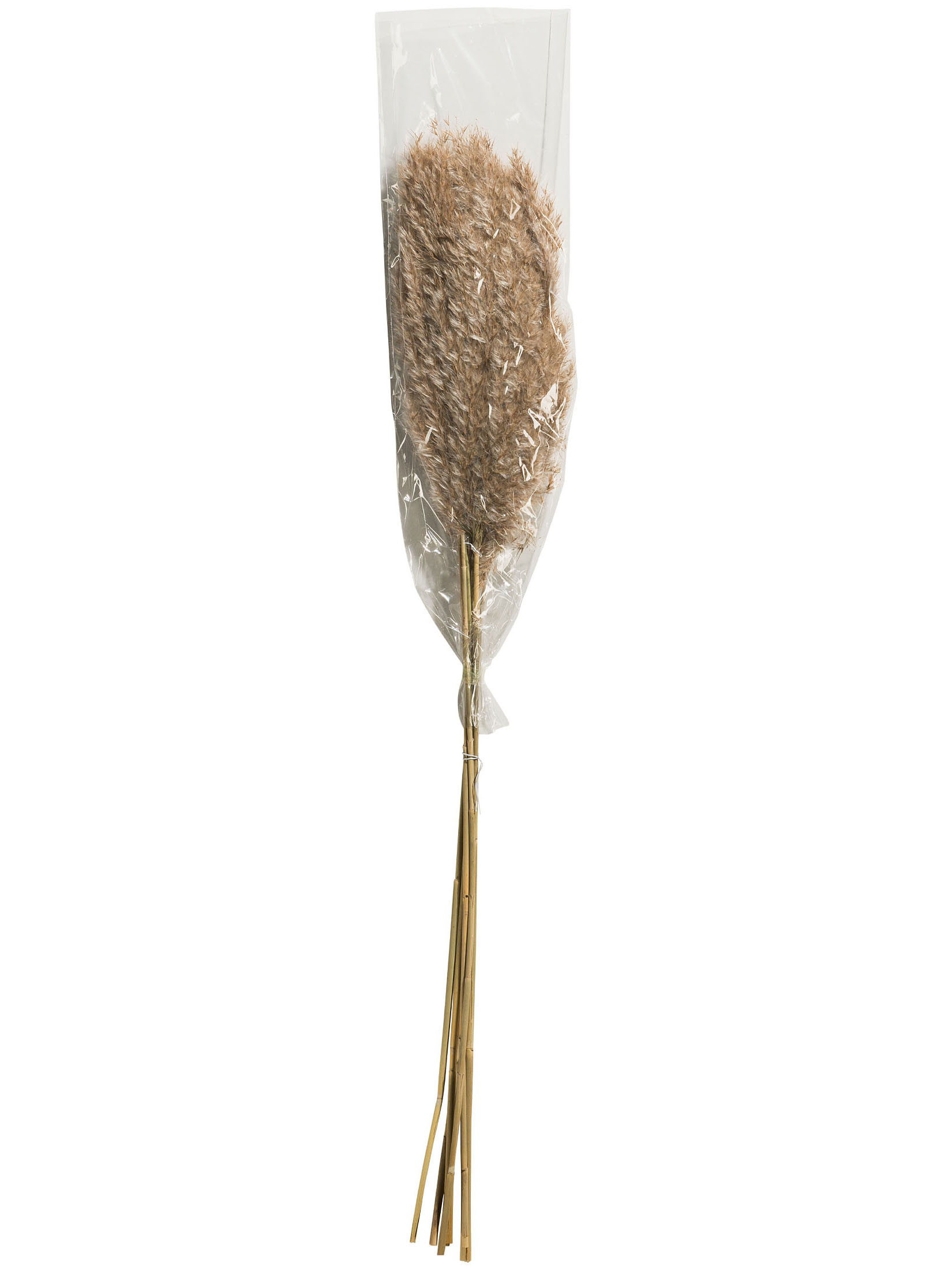 Pampasgrasbündel 6er Trockenblume, Natur