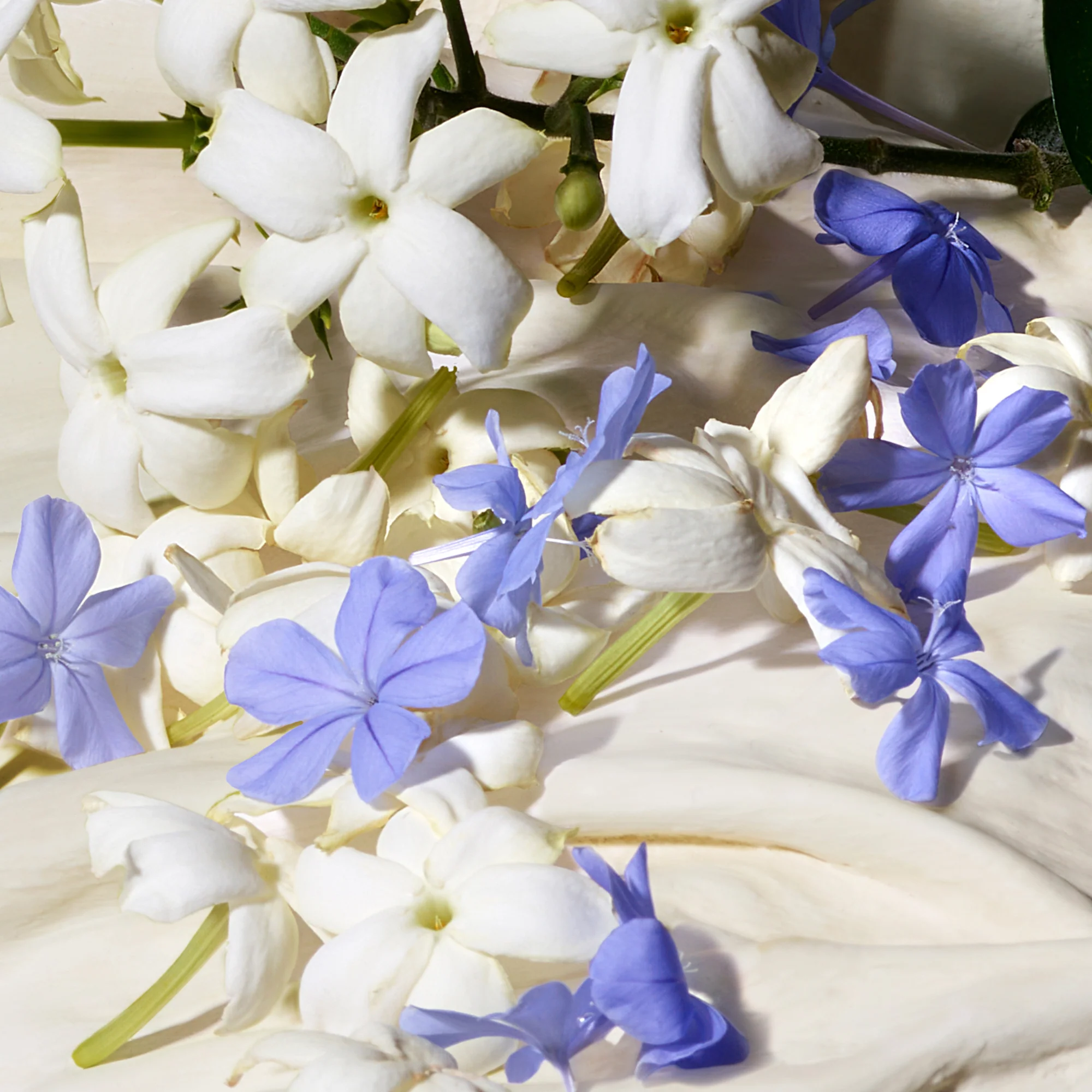 Dolce Blue Jasmine - parfemska voda