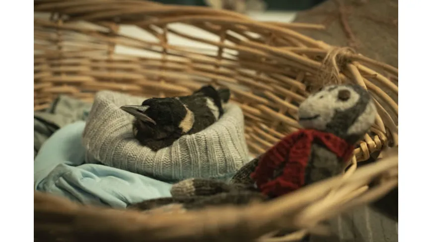 Beflügelt - Ein Vogel namens Penguin Bloom