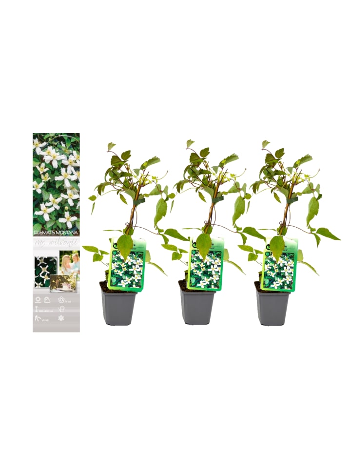 OH2 3er-Set Pflanzen Clematis montana Wilsonii in Weiß  günstig kaufen onesize