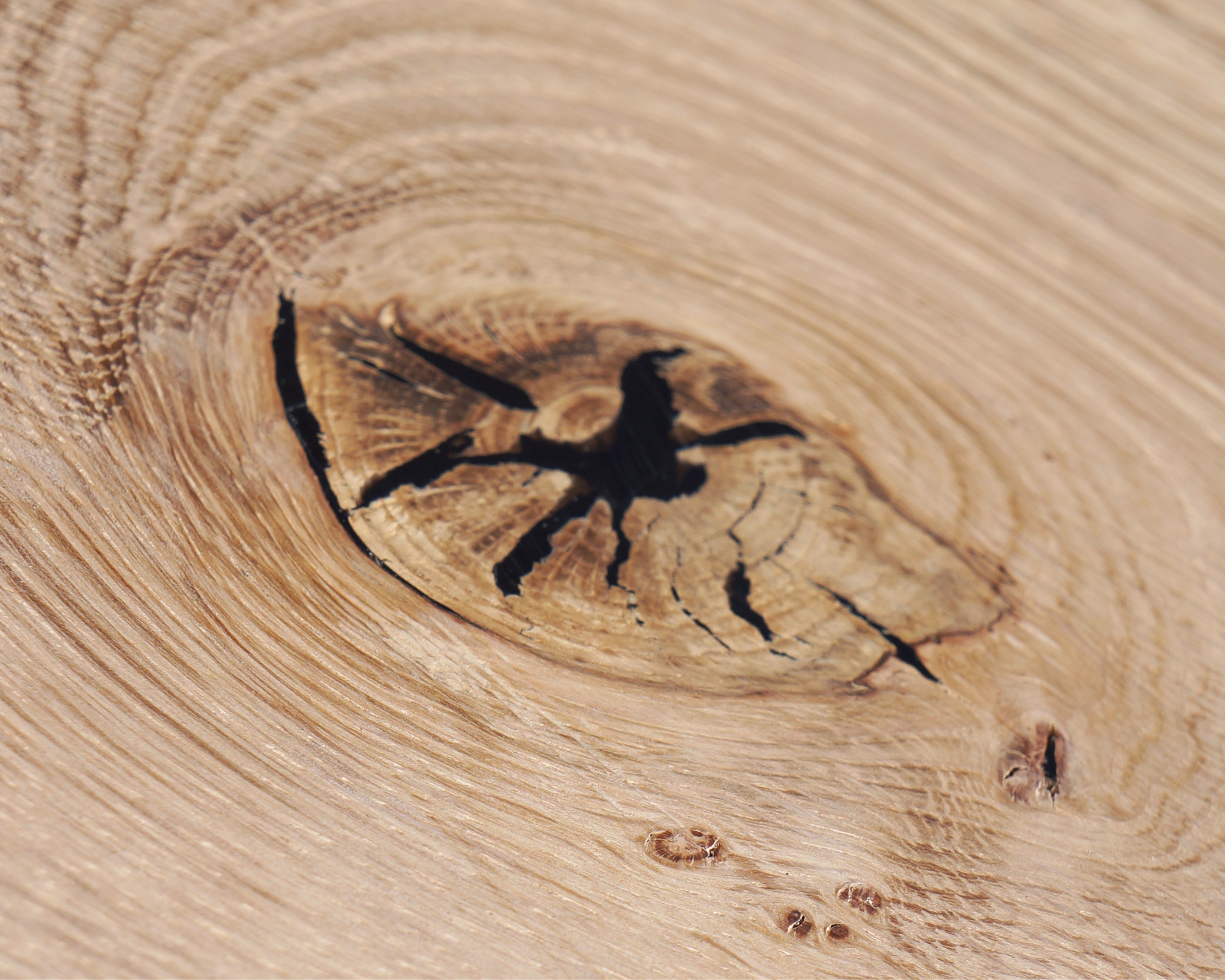 Medienos taisymo mazgų užpildas WRE-10104, 150 mm, 8 vnt., ąžuolas
